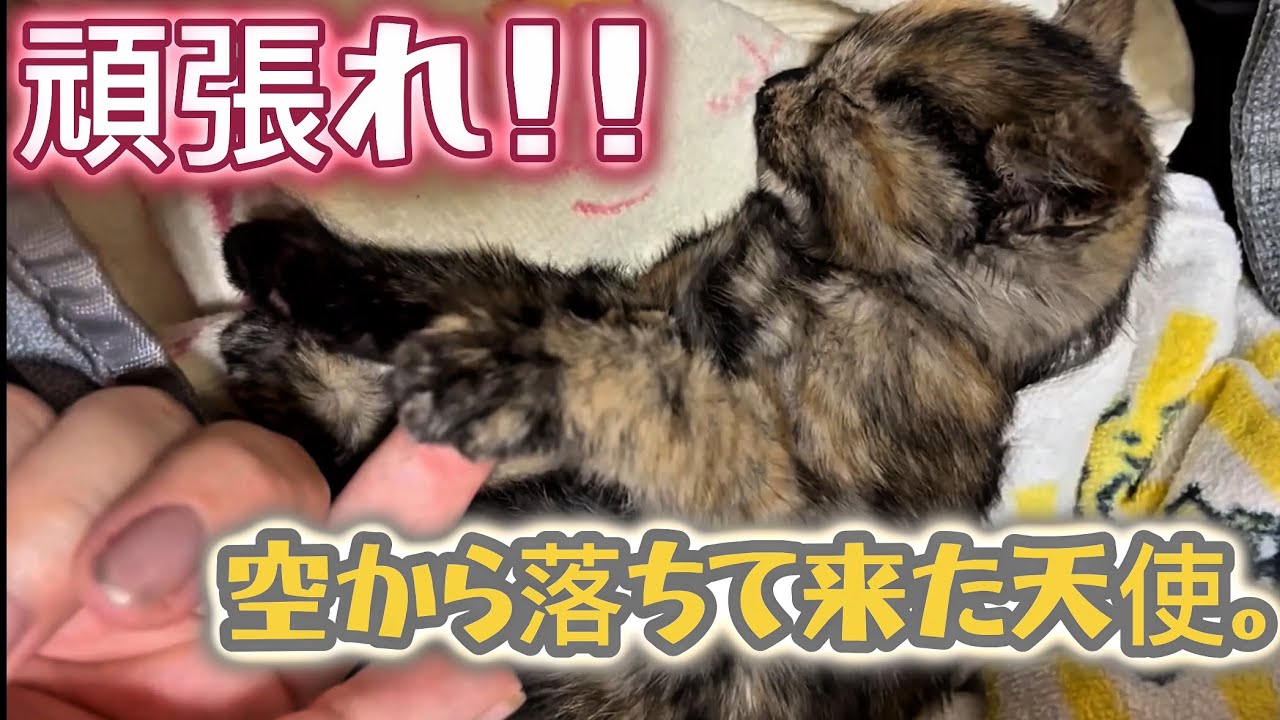 諦めずに『生きた』子猫の軌跡と奇跡。大怪我した子猫を抱えて病院へ…【緊急保護】