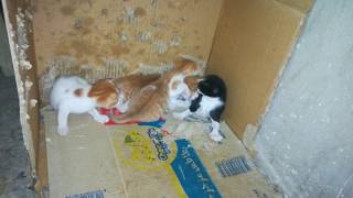 Download lagu Baby Porn Four Twins Kitties mp3