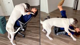 Funniest NEW Animal Fails Compilation
