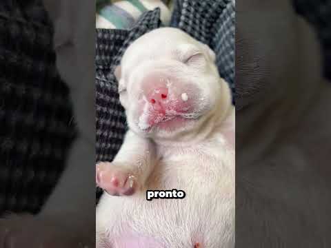 Rescató a este CACHORRO sin saber cuánto VALÍA 🤯