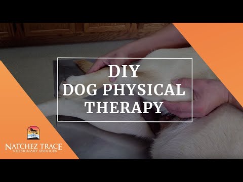 DIY Dog Physical Therapy - ACL, CCL, Cruciate, Knee Ligament - Post Surgery