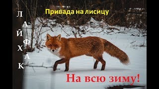 Приманка для лисиц на елках он бывает