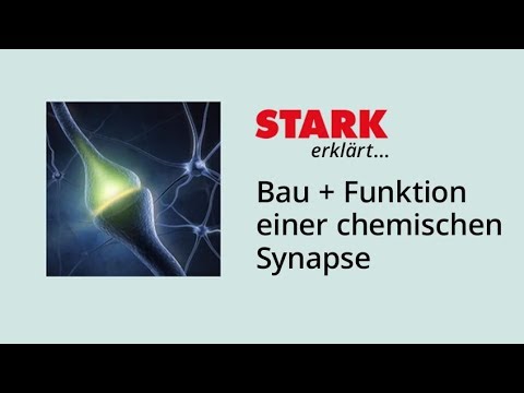 Structure and function of a chemical synapse | STARK explains