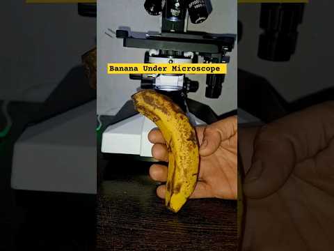 Banana Under Microscope 🍌#microscopeview #experiment #banana #bacteria #microscope #science #shorts