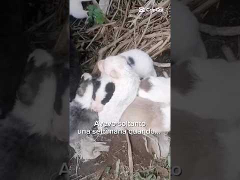 Regalo Max Meraviglioso Giovanotto Bianco Nero Cerca Famiglia