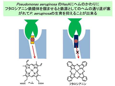 【山口大学OC2025／農学部／生物機能科学科】7 生体反応化学分野