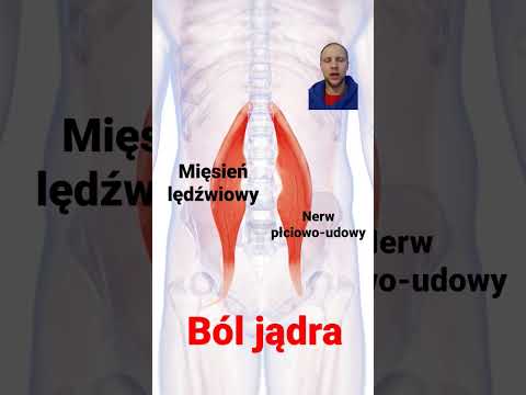 Testicular Pain - You May Not Know the Cause! (Subtitles) #anatomy #pain #therapy #muscles