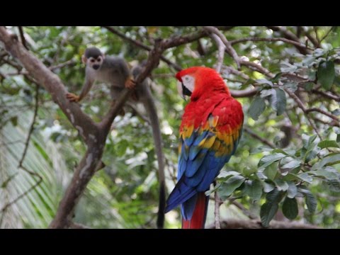 Amazon Jungle Tours from Manaus