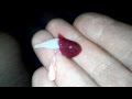 как бьется сердце щуки 
