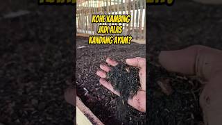 Download lagu Goat manure for chicken coop bedding #shorts mp3