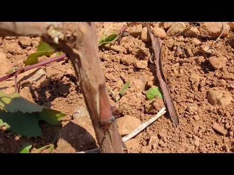 Injerto de primavera en viña