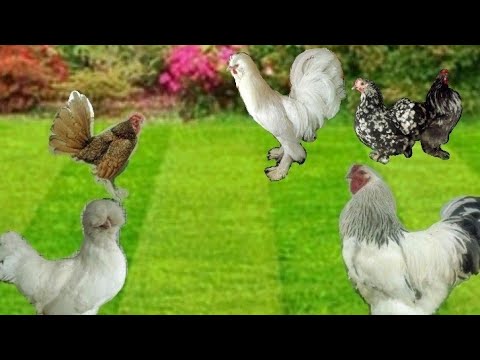 , title : 'THE BEST chickens breeds for homestead farming.🐔 🐓- FULL HD (1080P)'