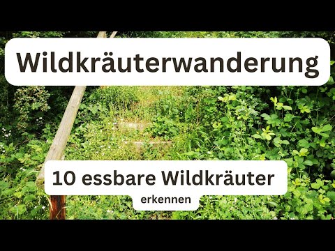 10 gut erkennbare essbare Wildpflanzen - Wildpflanzenwanderung mit Karin in der Eifel ;-)