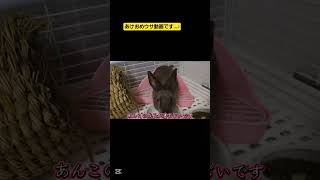 【癒やし】新年一発目のうさぎ動画です♪今年もよろしくお願いします！#うさぎのいる暮らし #うさぎ