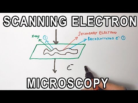 Principle of Scanning Electron Microscopy | SEM