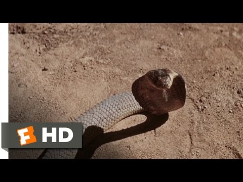 The Naked Prey (6/9) Movie CLIP - Snakes in the Desert (1966) HD