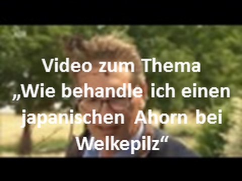 NDR: "Gärtnern natürlich" Welkepilz beim Ahorn 🌳
