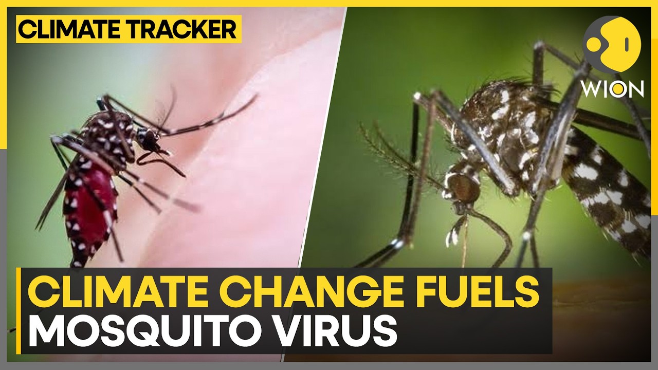 Climate Change Fuels Global Rise in Mosquito Populations | WION Climate Tracker