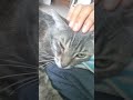 This Gray Tabby Loves To Be Petted Until It Falls Asleep Shorts