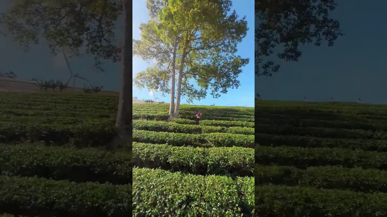 YouTube Short thumbnail