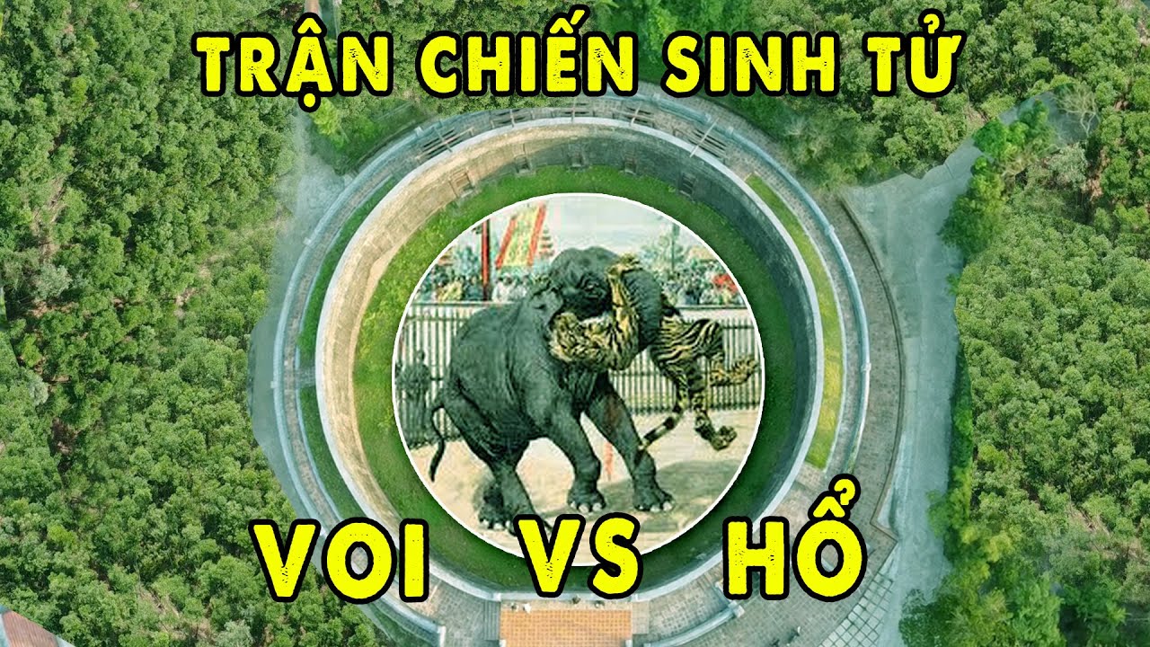 Hổ Quyền - Đấu Trường La Mã Độc Đáo của Việt Nam