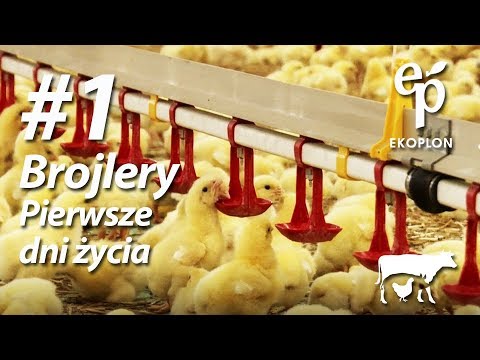 , title : 'Odchów brojlerów do 10. dnia życia | Alfabet farmy #1'