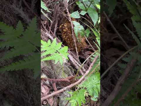 ミツバチに優しい多年草: 最良の種類 トピックス