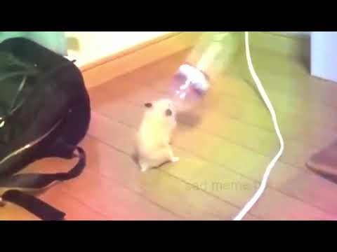 Hamster Dance with Water Bottle