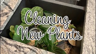 Cleaning New Plants ✨