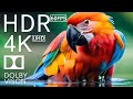 4K HDR 120fps Dolby Vision with Animal Sounds (Colorfully Dynamic) #71