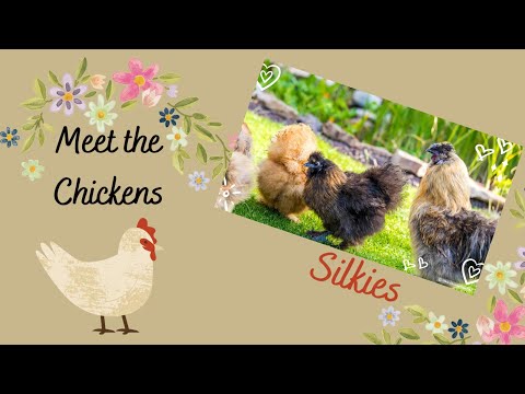 Meet the Chickens ~ Silkies