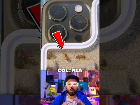 Capinha de iPhone com formigas 🐜