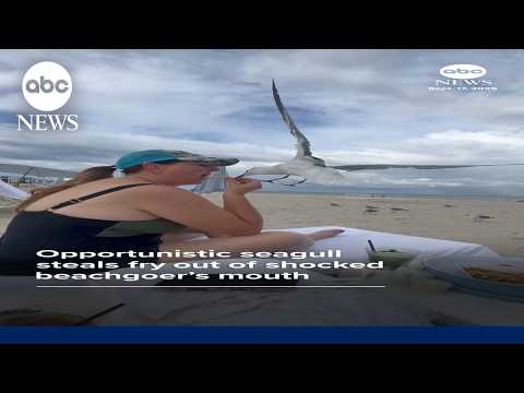 Opportunistic seagull steals french fry out of woman's mouth