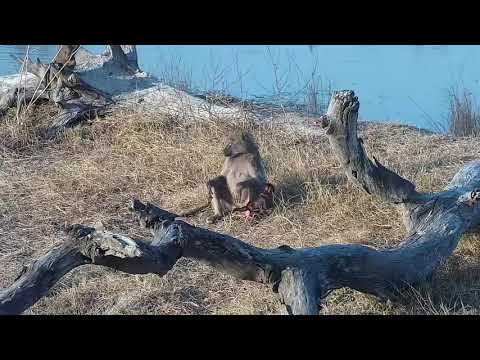 Djuma: Baboons including a tiny one - 16:57 - 09/24/21