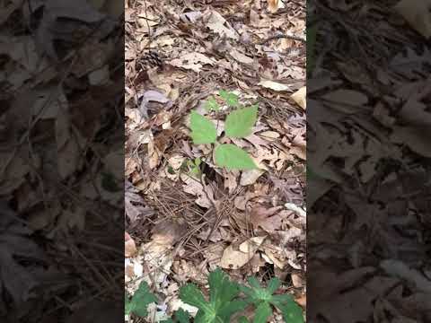 Toxicodendron radicans & Parthenocissus quinquefolia