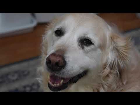 Amrita.Canine.Home.Alone