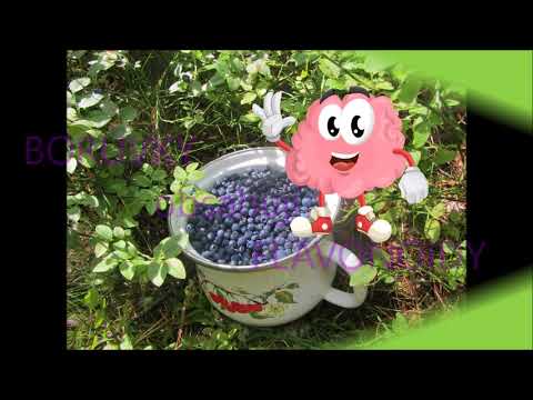 Borůvky pro lepší paměť