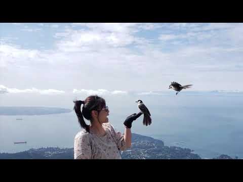 Singing with Birds on Cypress Mountain in North Vancouver Video