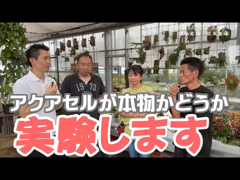 園芸 モルセル、アイルランドの鐘