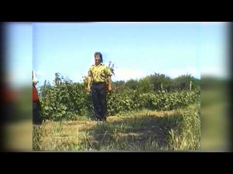 Ilija Nikolić - Mndra ku oki ka mura