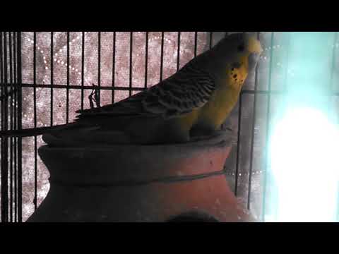 Adeeba birds farm & pets