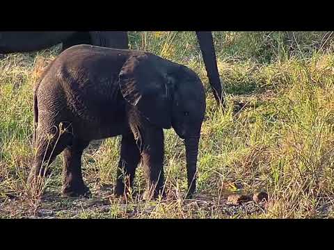 Djuma: Elephant herd with small ones - 16:29 - 04/28/21