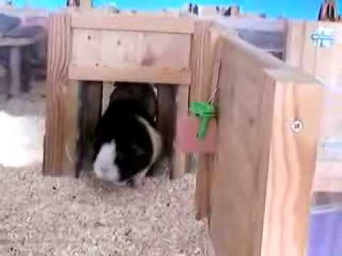 Schweinebande Teil 1