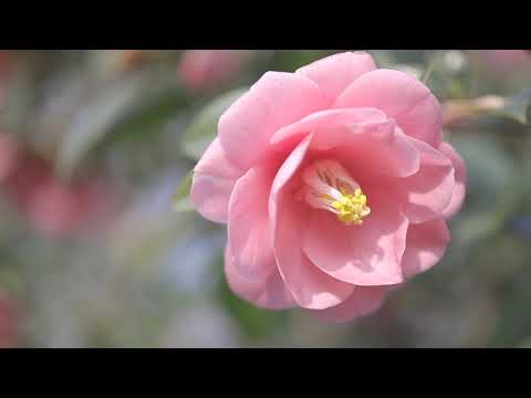 やまぐち映像図鑑 NO.096 笠山椿群生林［萩市］ | Kasayama Camellia Gregarious Forest [ Hagi-city ]