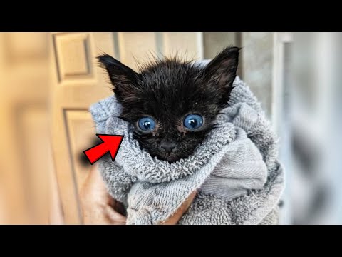 Black Tiny Kitten From A Shelter Suddenly Started Changing Fur Color