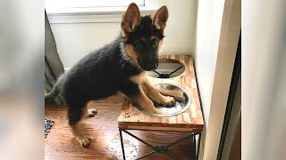 GERMAN SHEPHERDS are here to make you LAUGH - Funniest dogs