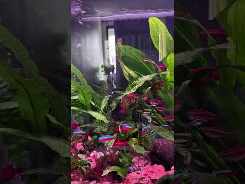 Watch How to beat Black Beard Algae. My full guide on YouTube