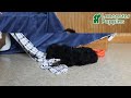 Miniature Poodle dogs for sale: Buster - Video 1