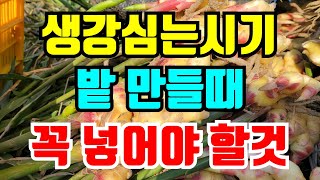 생강 심는시기 밭 만들때 이것 꼭 넣고 하세요 웃거름 주는시기