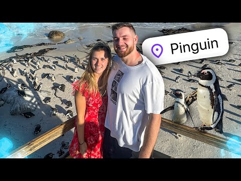 🐧😍Pinguin Strand & MAJESTÄTISCHER Berg! | Kapstadt Südafrika Urlaub Vlog 2.0